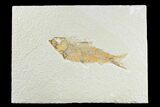 Detailed Fossil Fish (Knightia) - Wyoming #165824-1